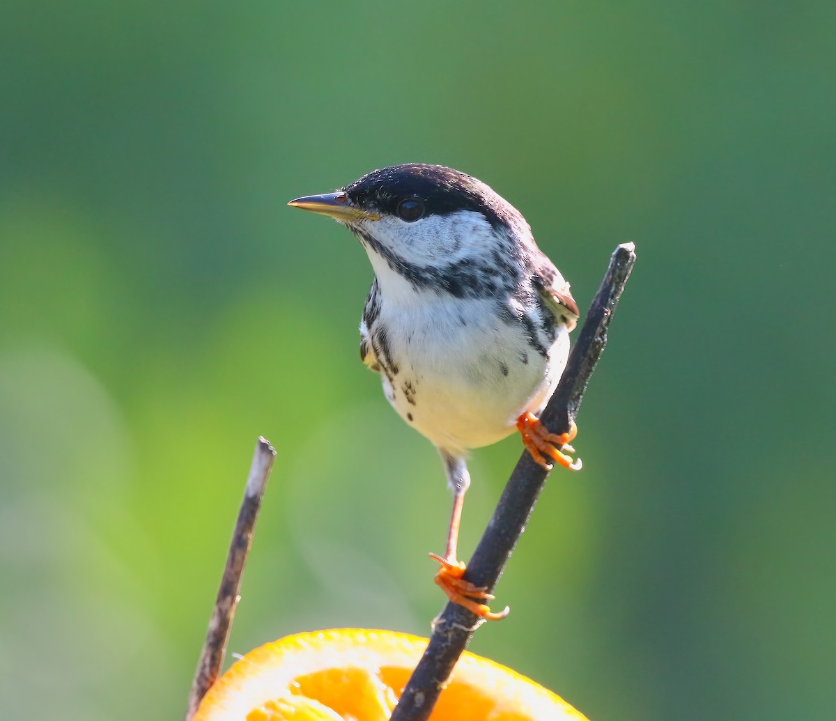 Blackpoll Warbler - ML620660231