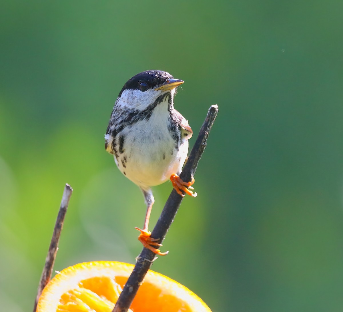 Blackpoll Warbler - ML620660232