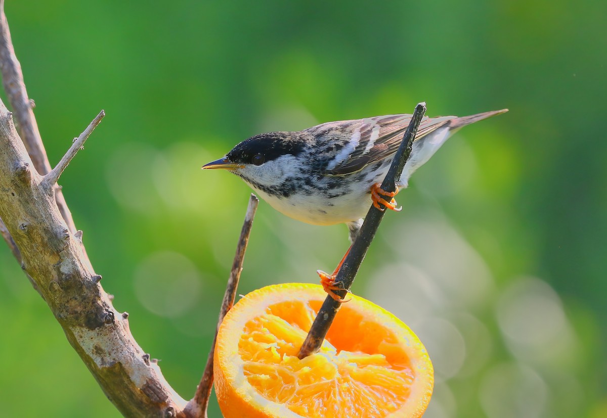 Blackpoll Warbler - ML620660233