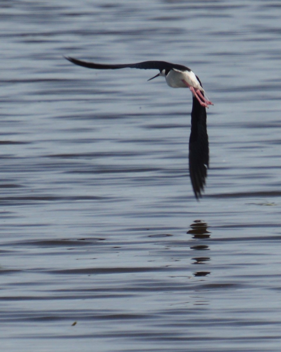 Black-necked Stilt - ML620660235