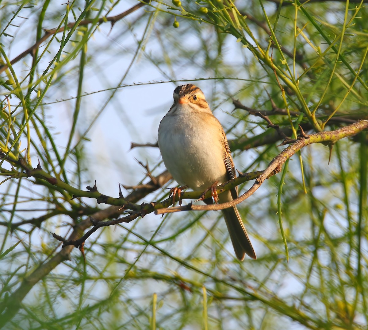 Clay-colored Sparrow - ML620660239