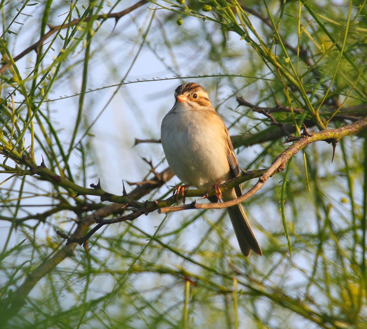 Clay-colored Sparrow - ML620660240