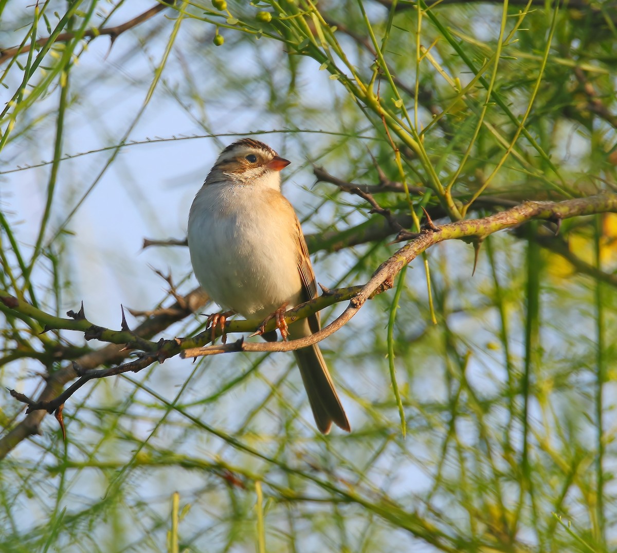 Clay-colored Sparrow - ML620660241