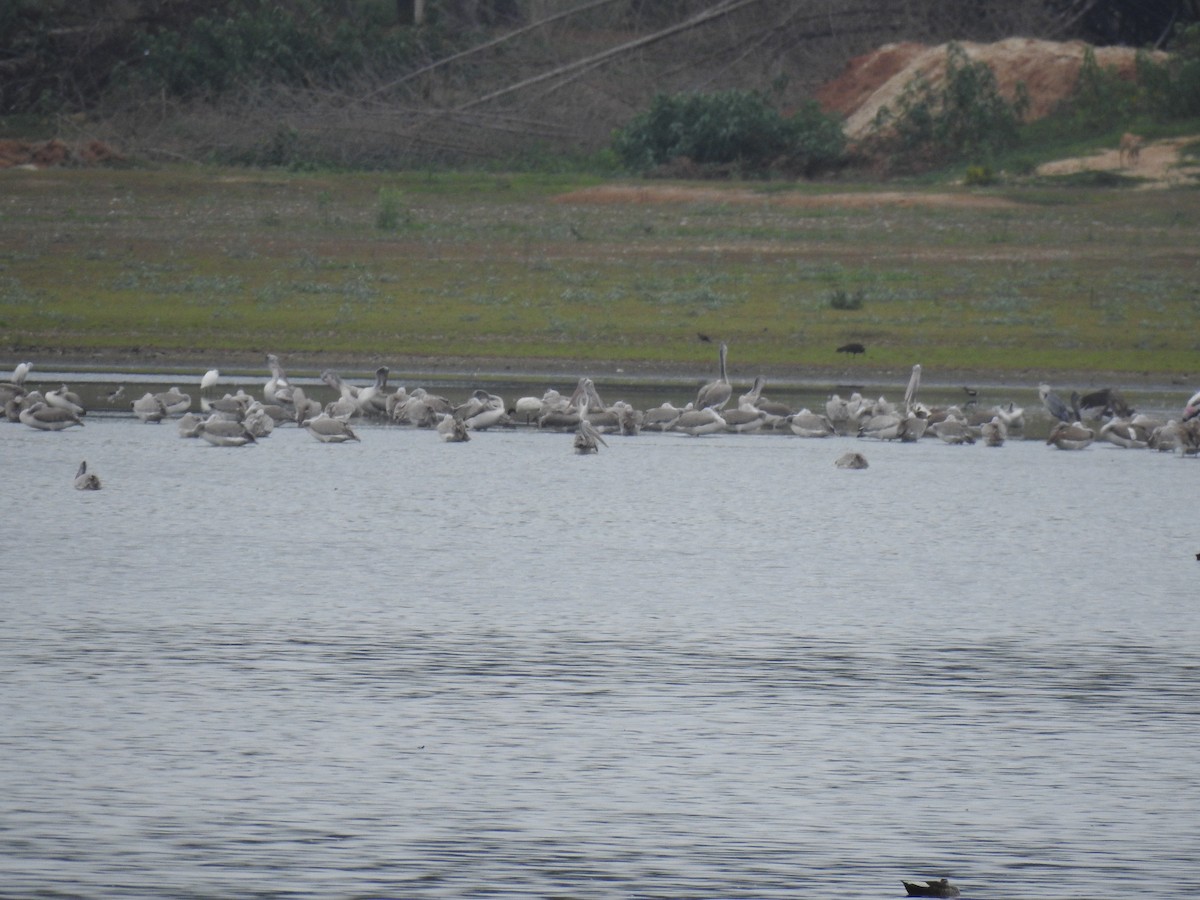 Spot-billed Pelican - ML620660244