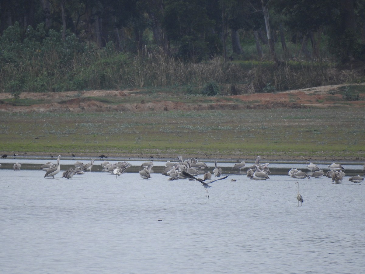 Spot-billed Pelican - ML620660245