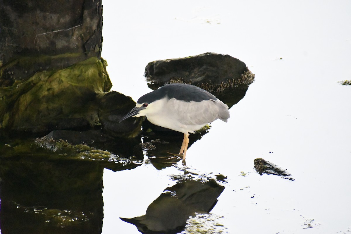 Black-crowned Night Heron - Andy H