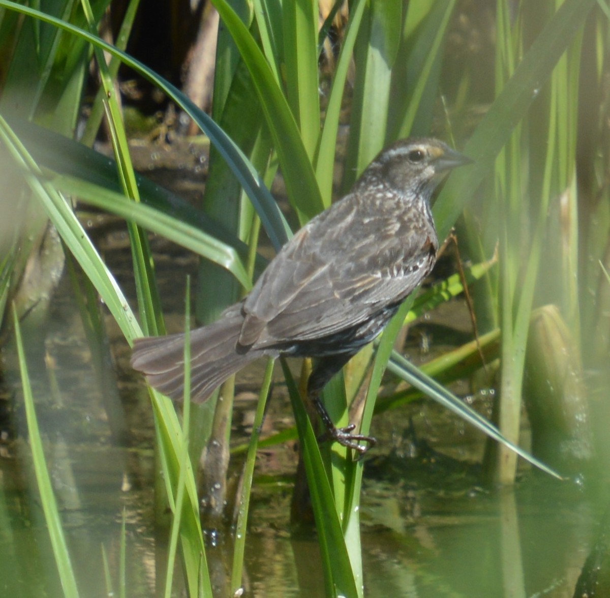 Red-winged Blackbird - ML620660250