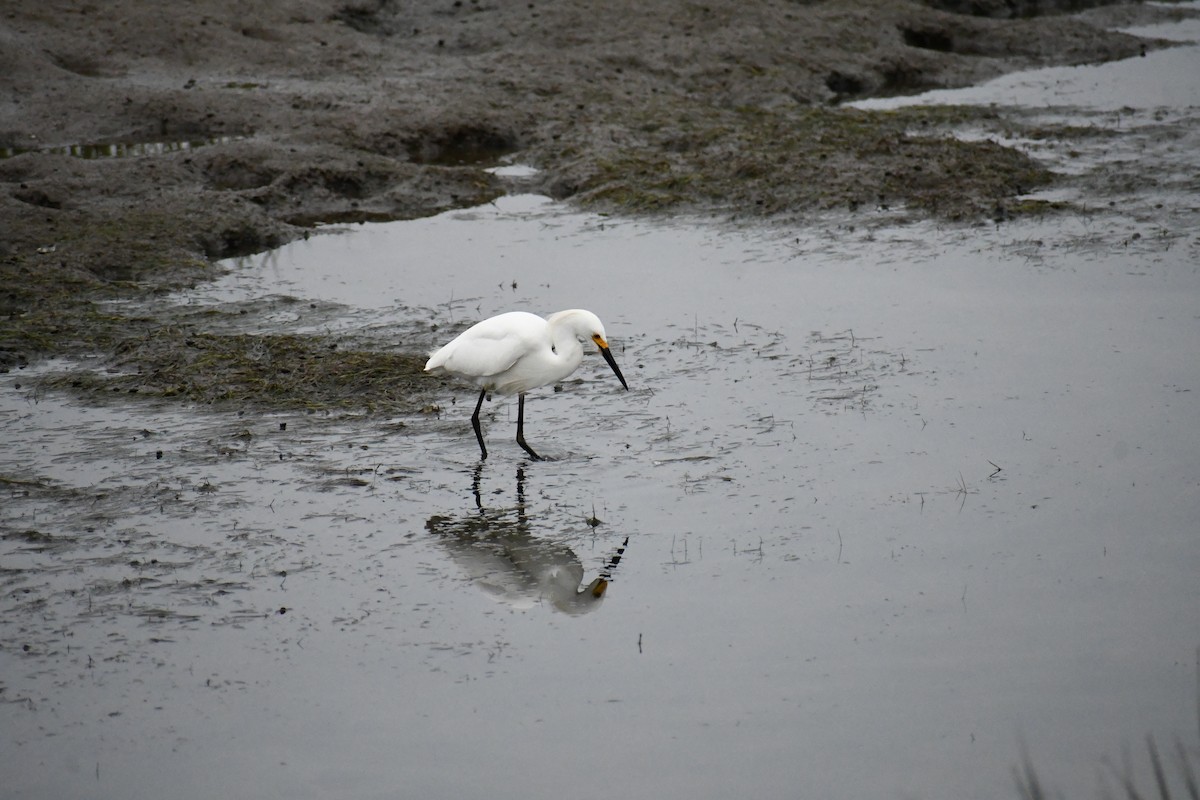 Snowy Egret - ML620660256