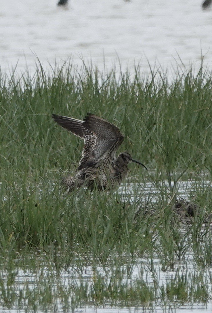 Whimbrel - ML620660258