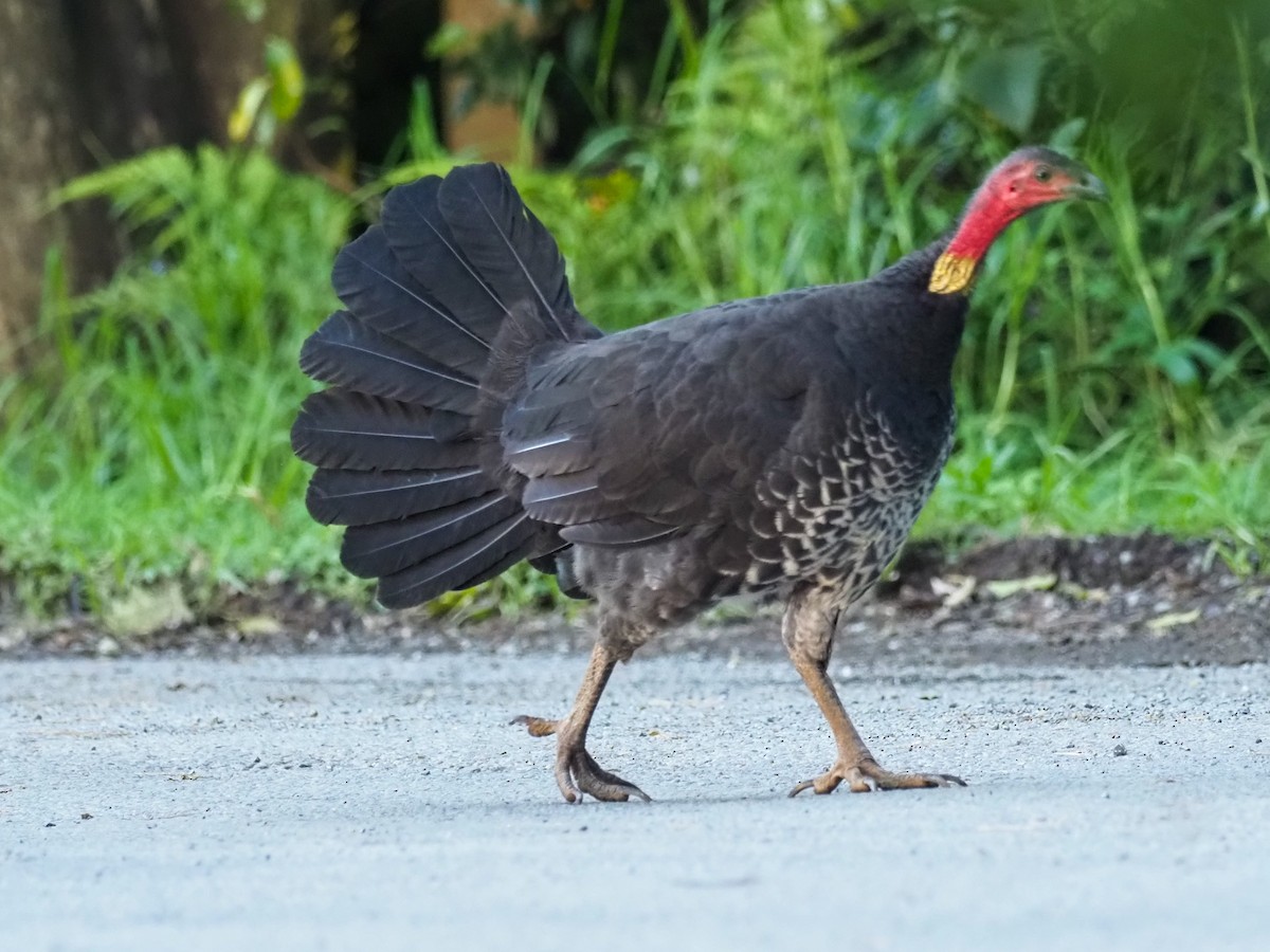 Australian Brushturkey - ML620660259