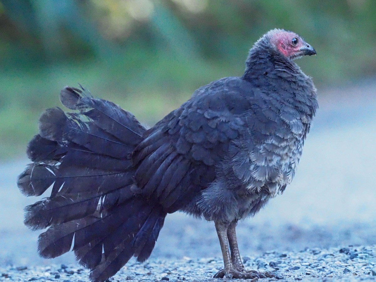 Australian Brushturkey - ML620660260