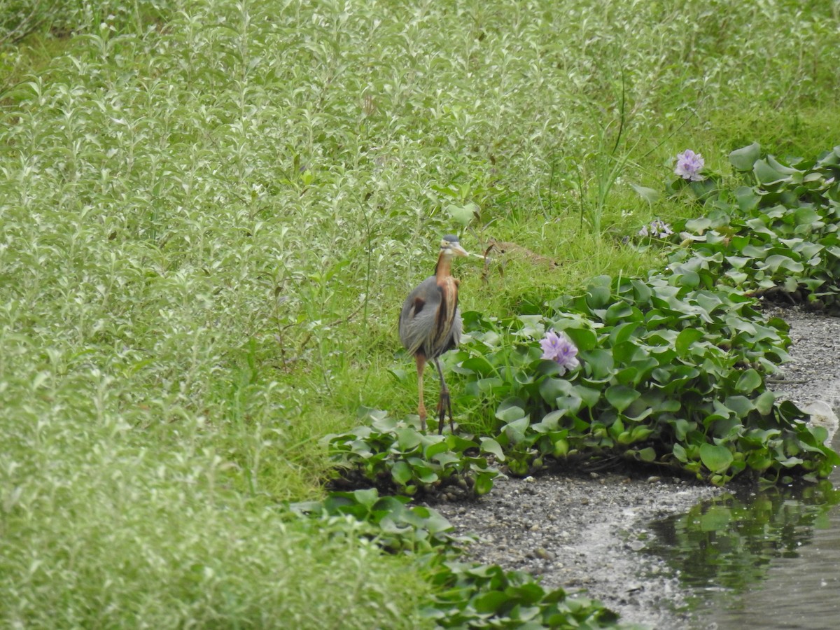 Purple Heron - ML620660263