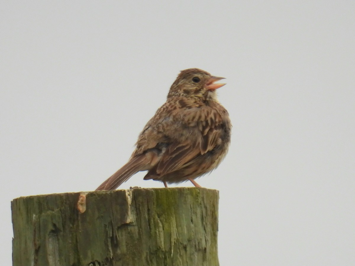 Vesper Sparrow - Joan K