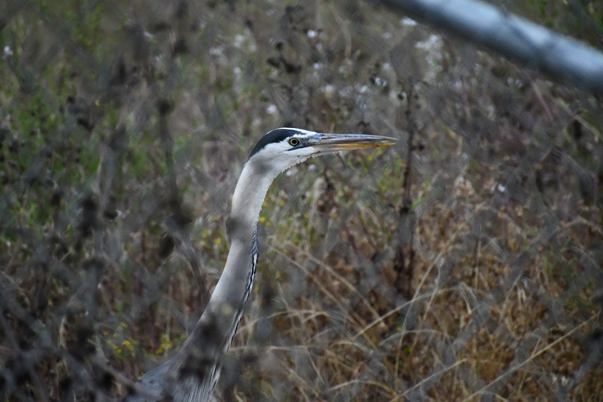 Great Blue Heron - ML620660265