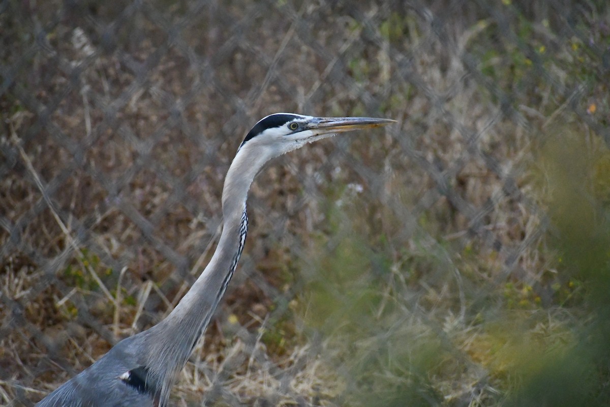 Great Blue Heron - ML620660266