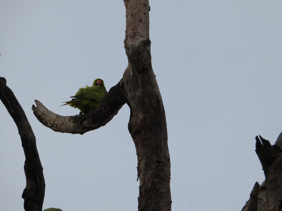 Rose-ringed Parakeet - ML620660267