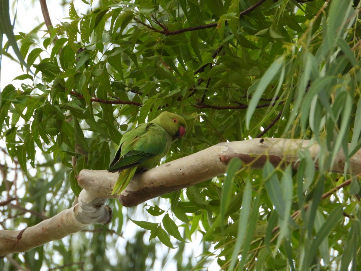 Rose-ringed Parakeet - ML620660268