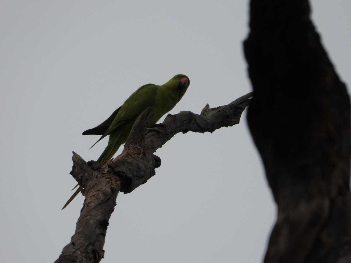 Rose-ringed Parakeet - ML620660269