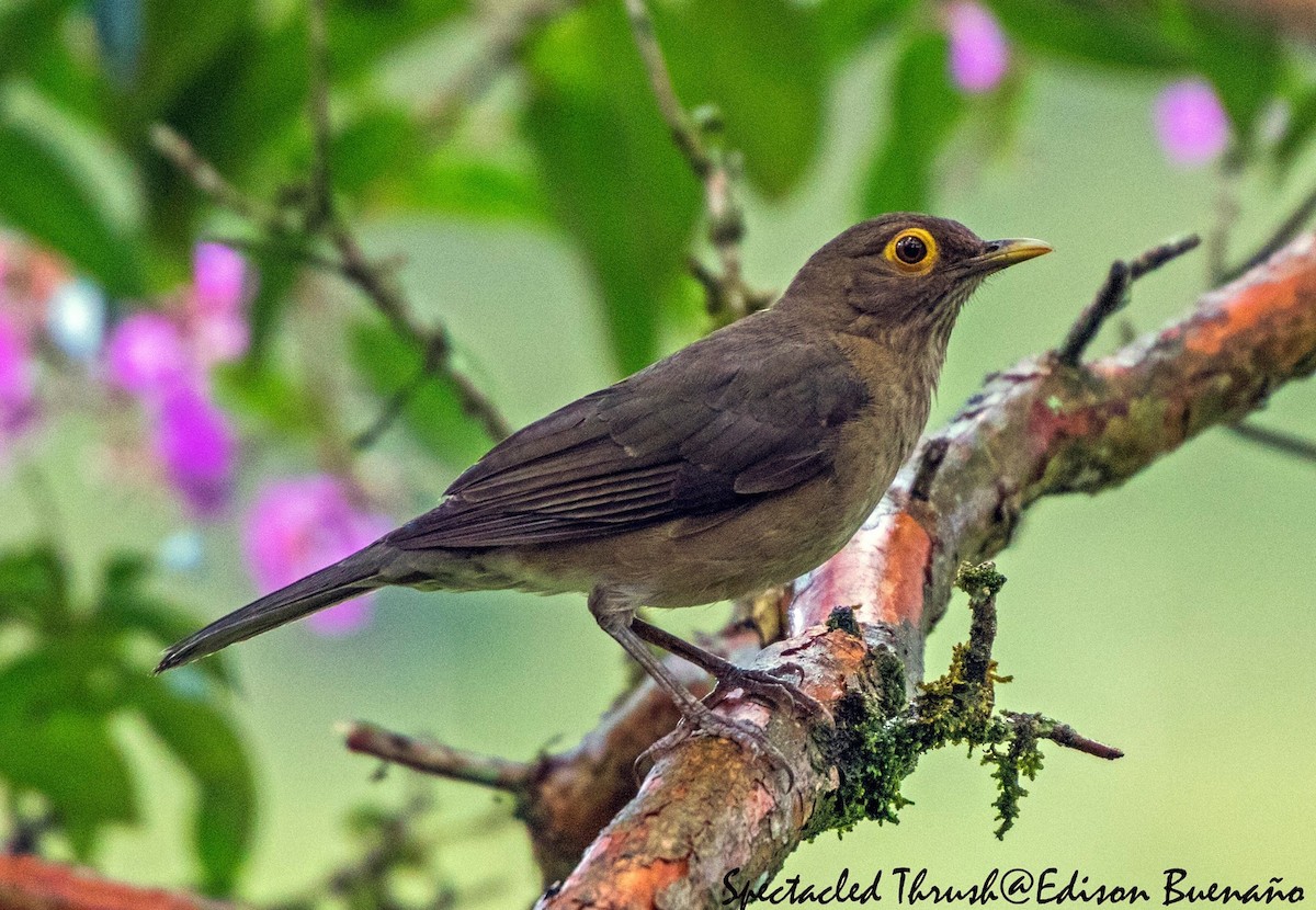 Spectacled Thrush - ML620660273