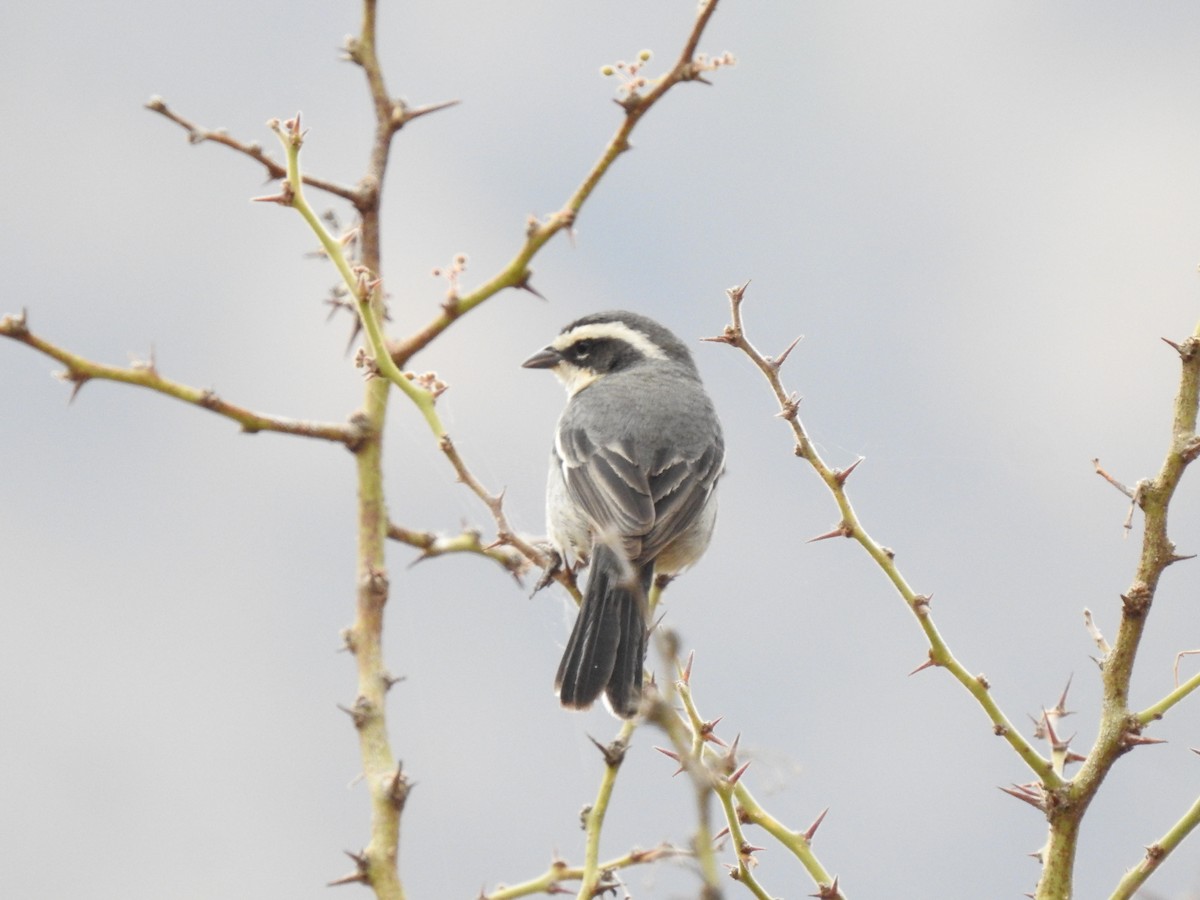 Ringed Warbling Finch (Ringed) - ML620660274