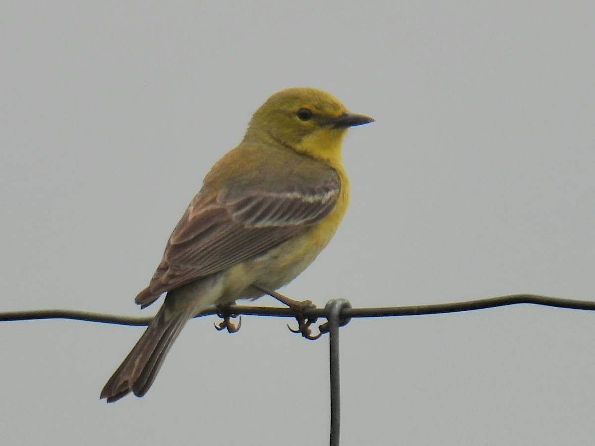 Pine Warbler - ML620660276