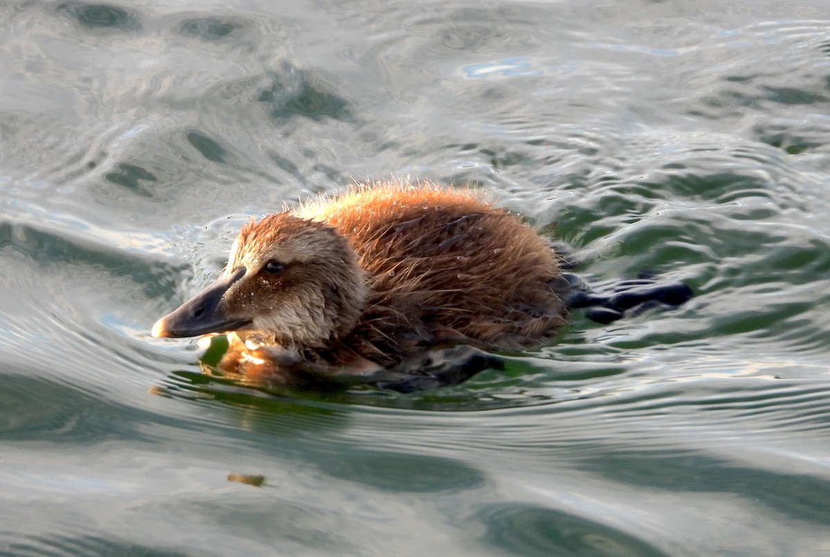 Common Eider - ML620660281