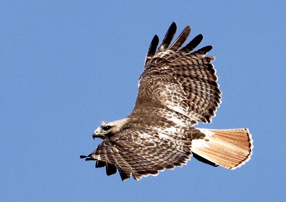 Red-tailed Hawk - Lisa Goodwin