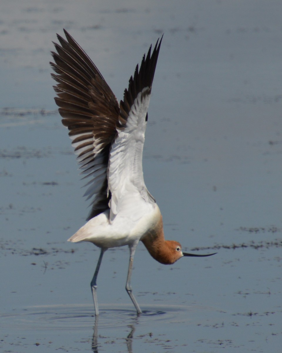 Avocette d'Amérique - ML620660285