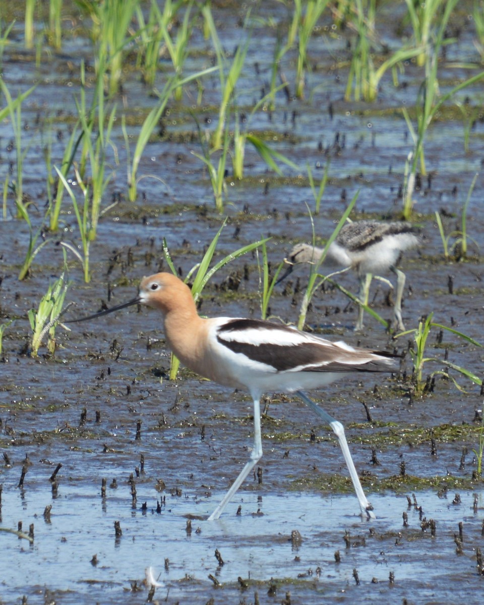 American Avocet - ML620660286