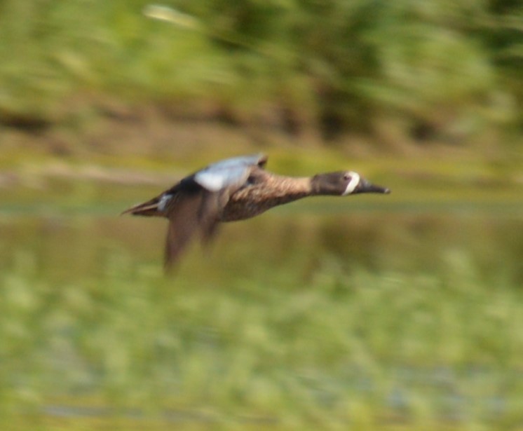 Blue-winged Teal - Liz Almlie