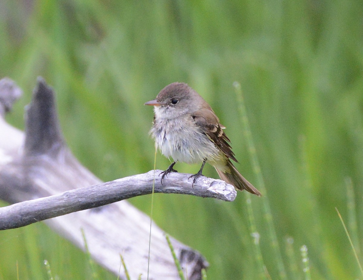 Willow Flycatcher - ML620660294