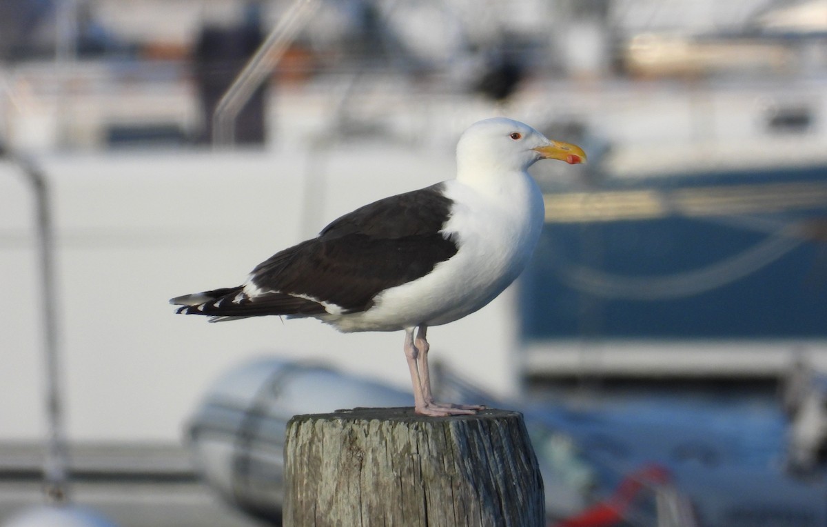 Great Black-backed Gull - ML620660295