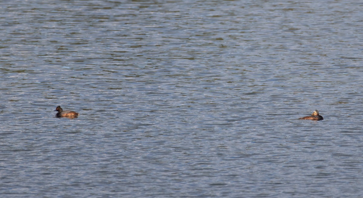 Eared Grebe - ML620660296