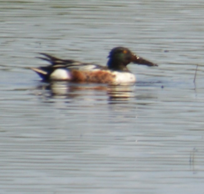 Northern Shoveler - ML620660301