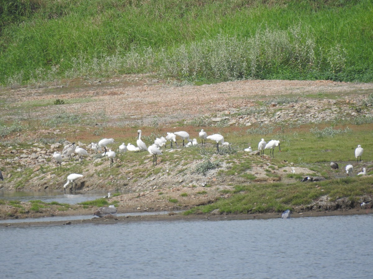 Eurasian Spoonbill - ML620660302