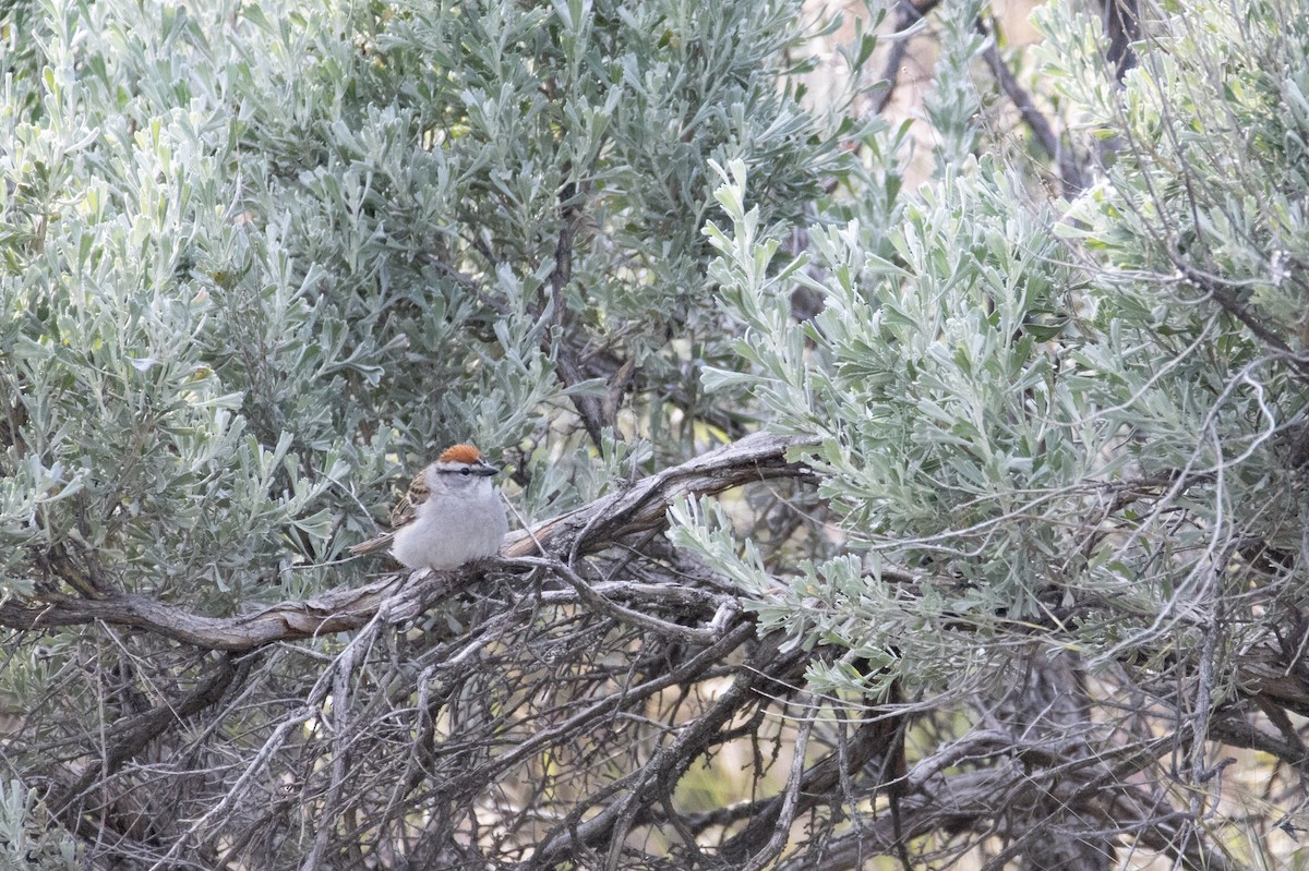 Chipping Sparrow - ML620660307