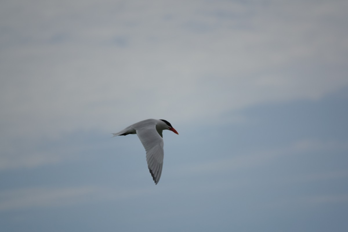 Caspian Tern - Tim Mortlock