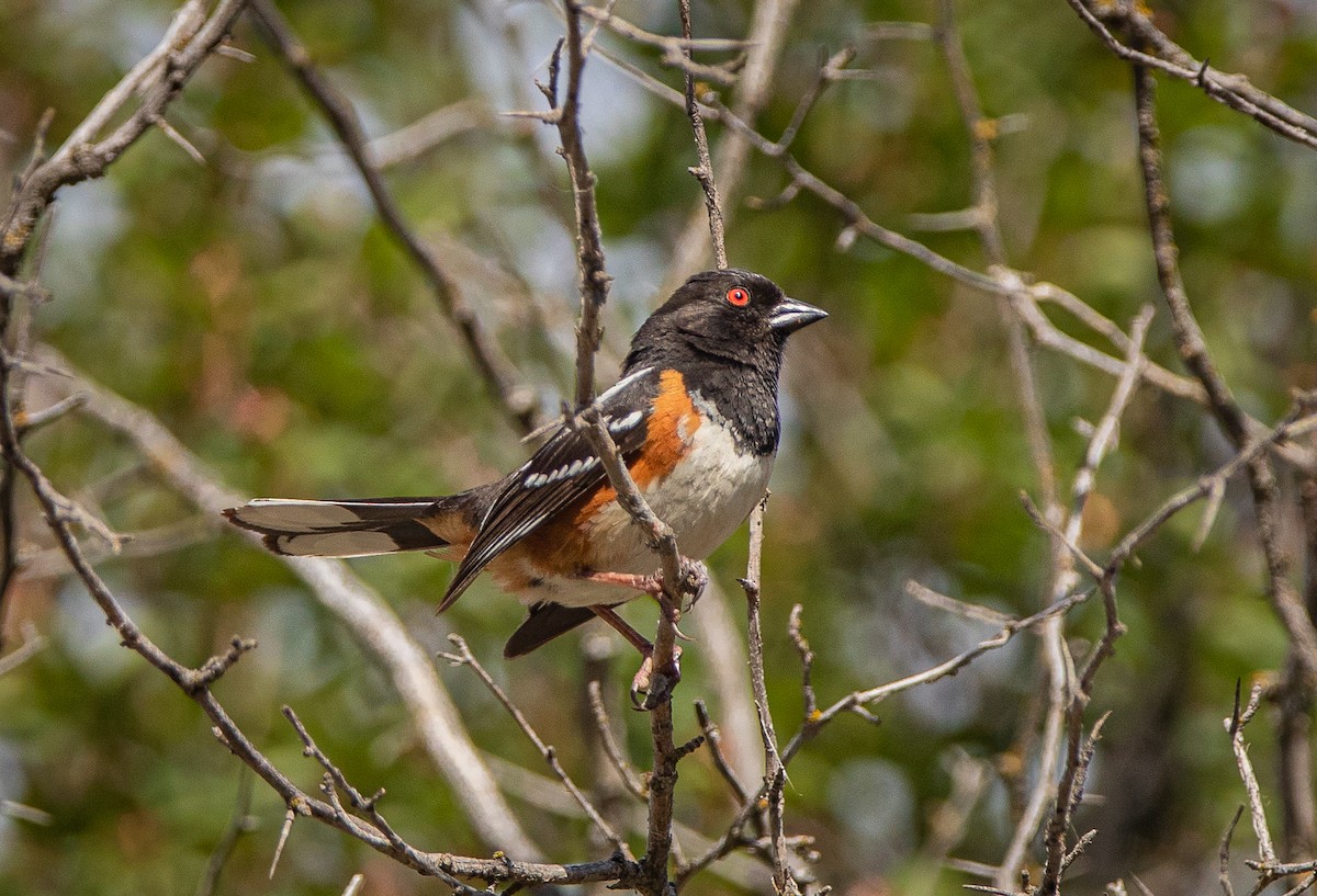 Spotted Towhee - ML620660317