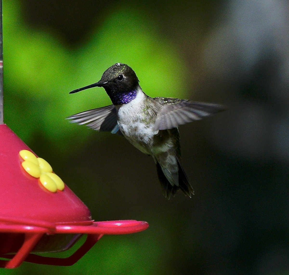 Colibrí Gorjinegro - ML620660320