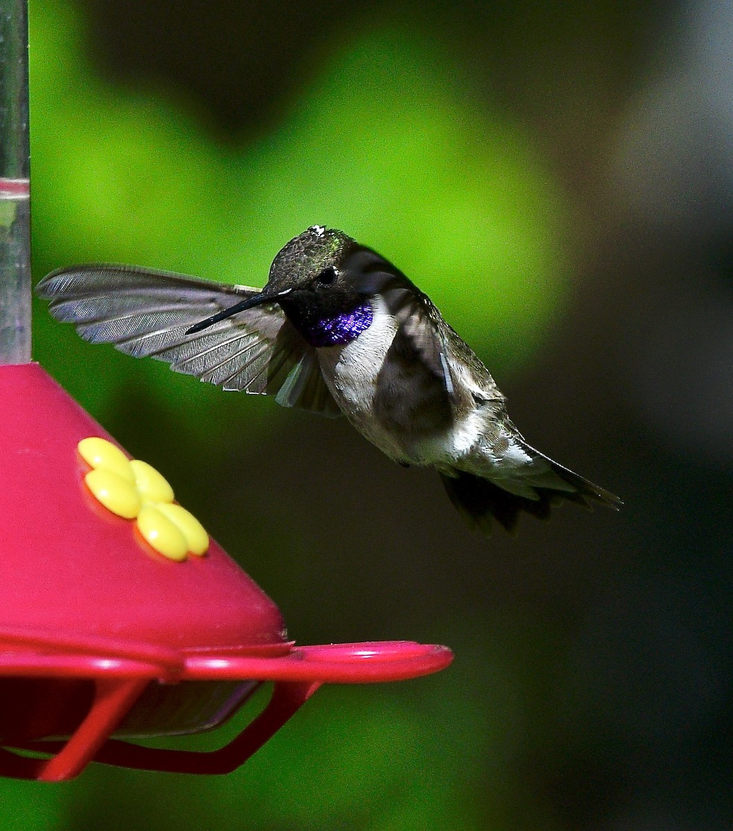 Colibri à gorge noire - ML620660323