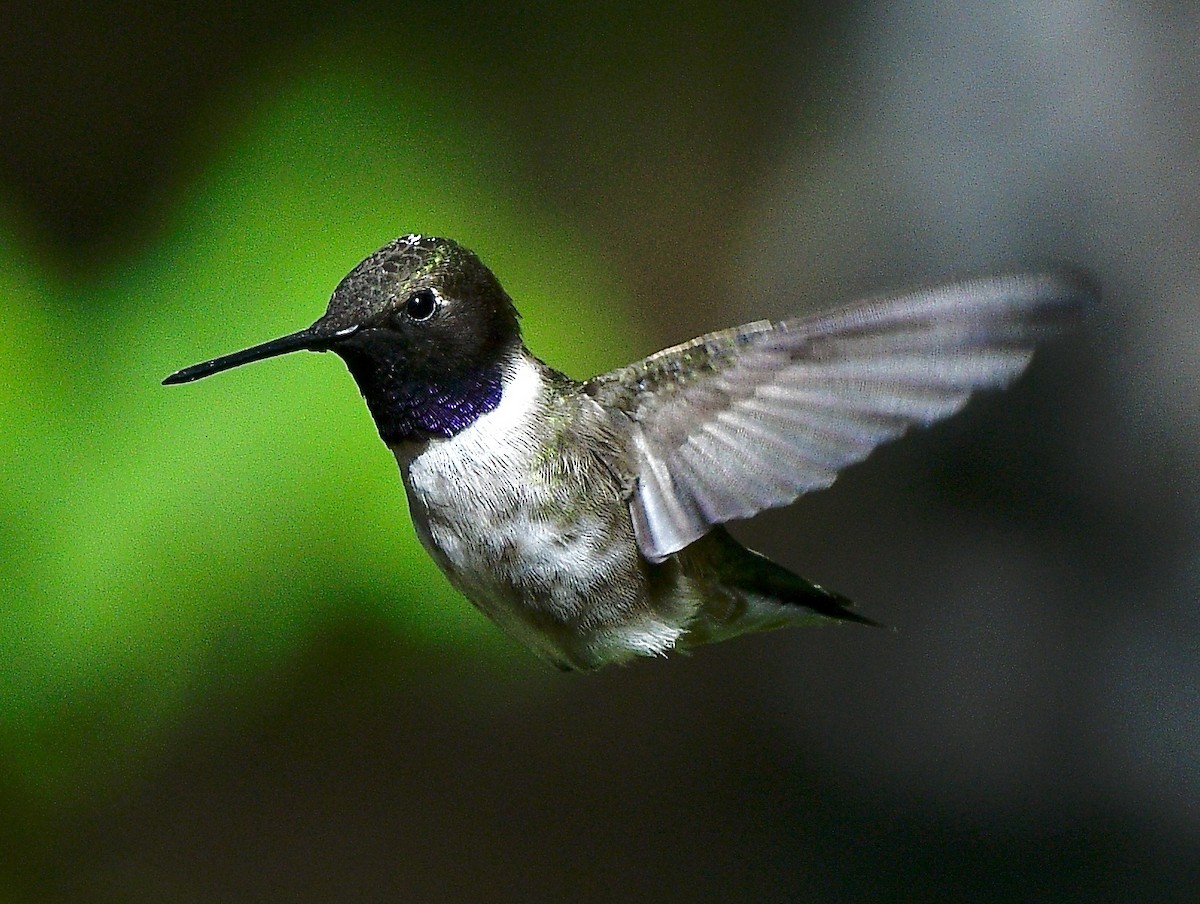 Colibri à gorge noire - ML620660324