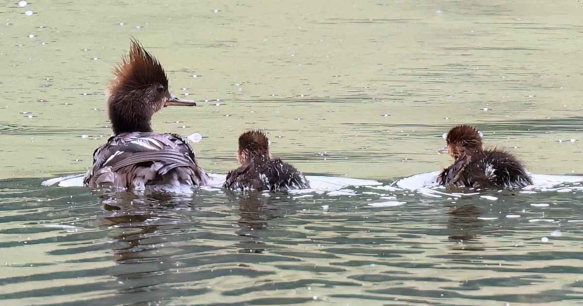 Hooded Merganser - ML620660332