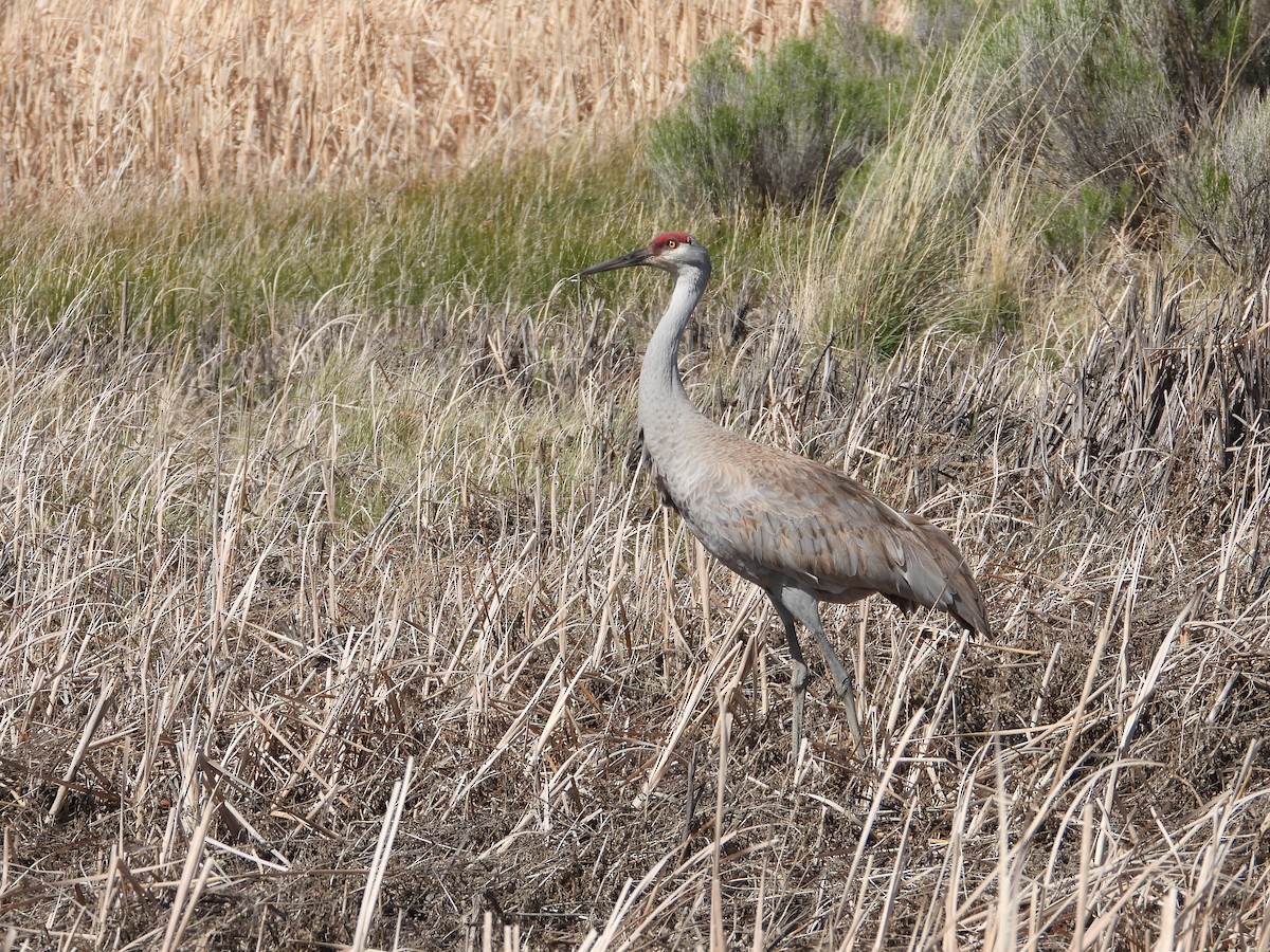 Grulla Canadiense - ML620660336