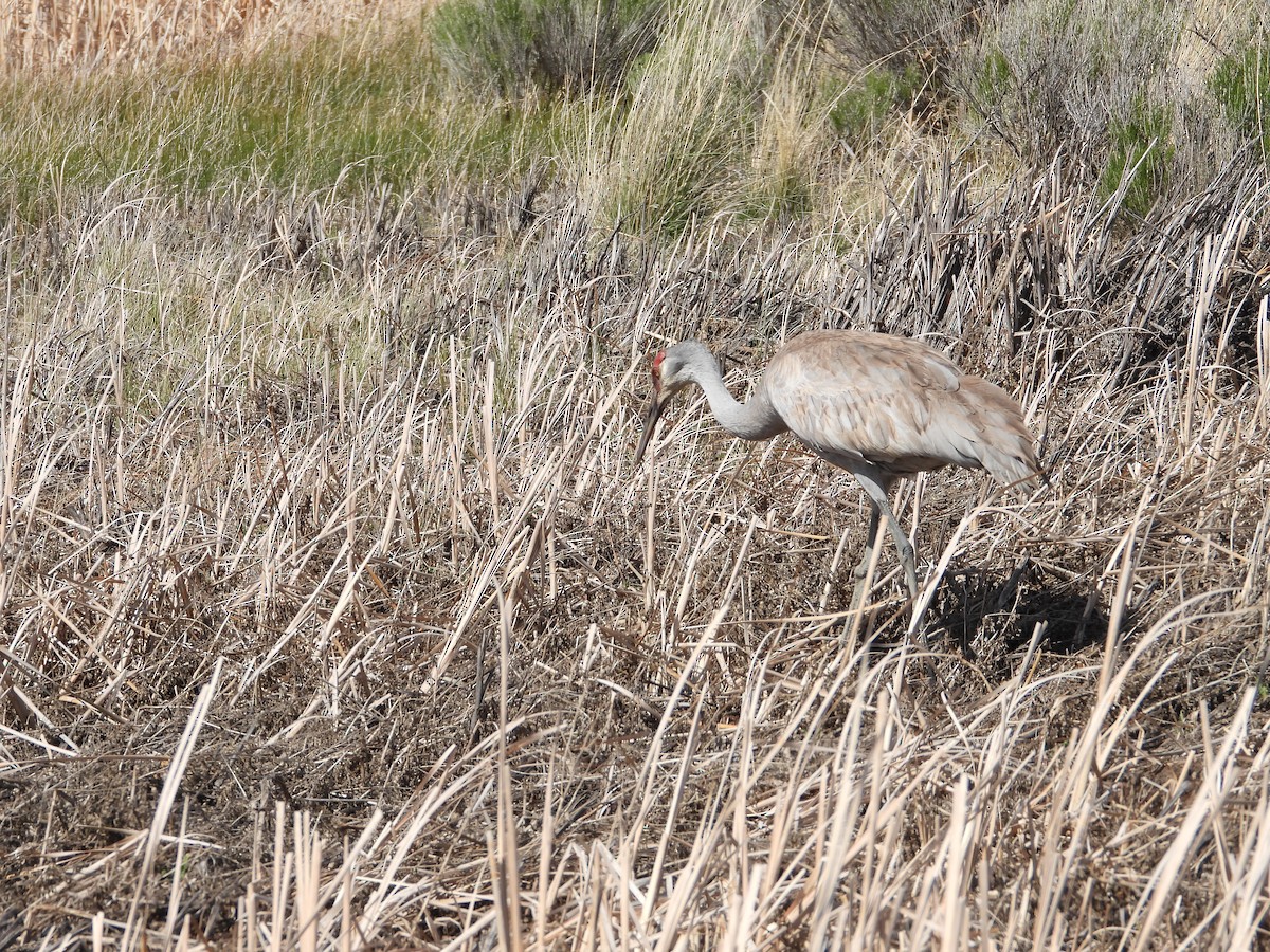 Sandhill Crane - ML620660337