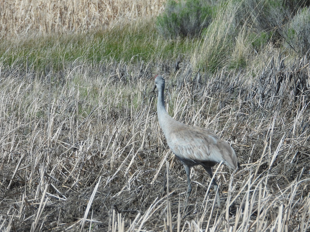 Grulla Canadiense - ML620660338