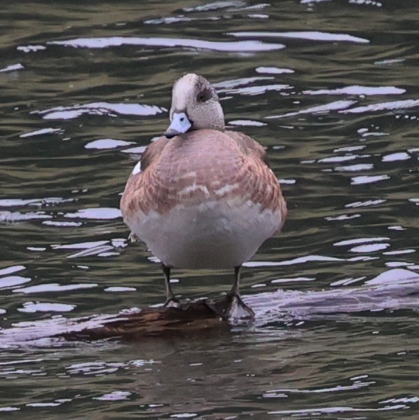 American Wigeon - ML620660339