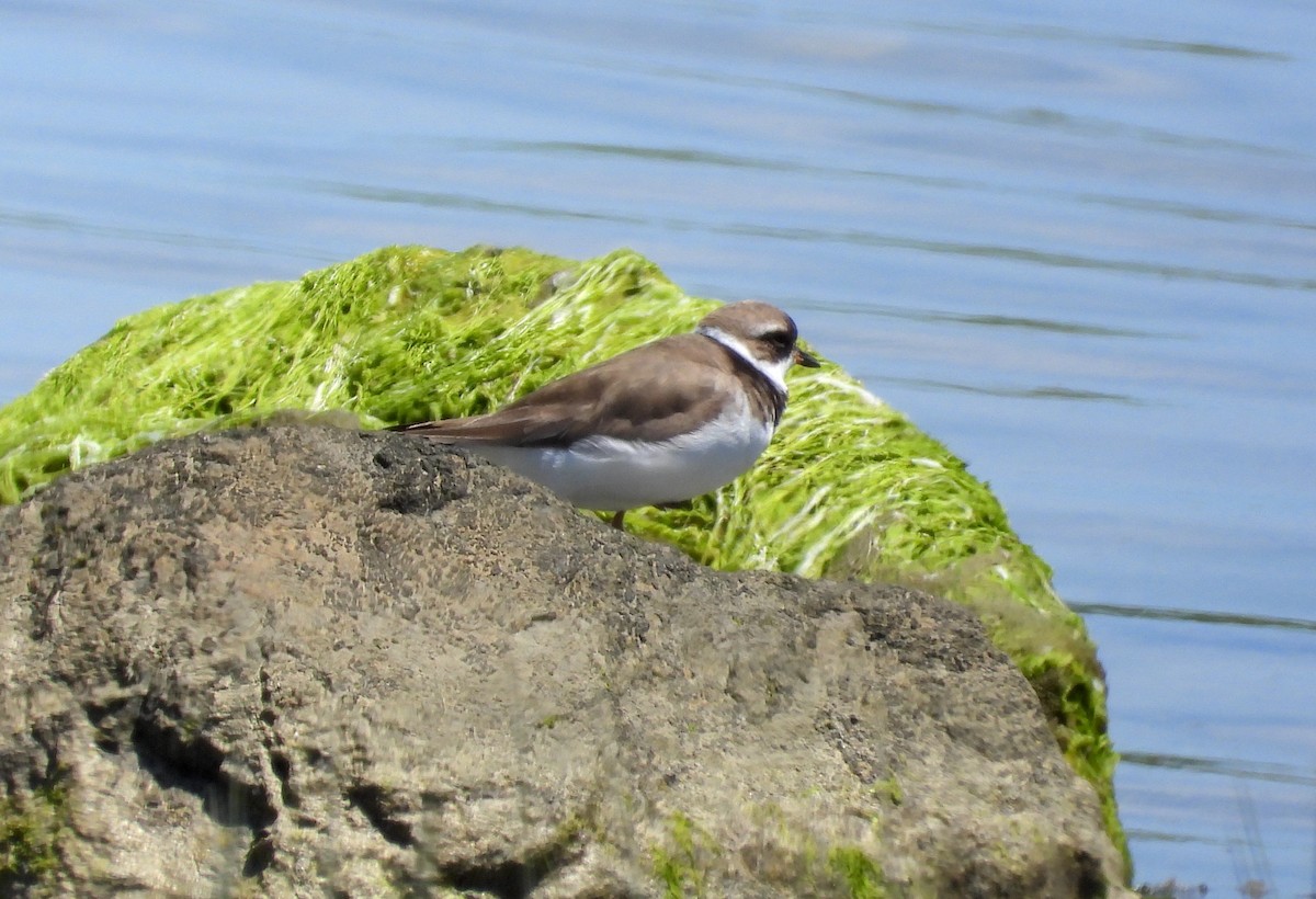 Semipalmated Plover - ML620660340