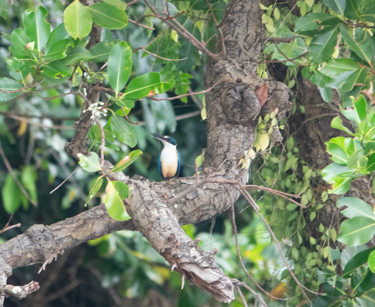Melanesian Kingfisher (New Britain) - Rosemary Lloyd