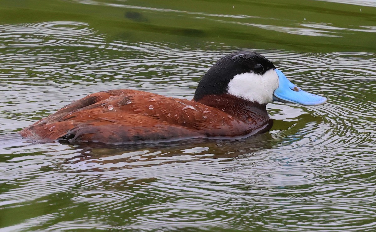 Ruddy Duck - ML620660350