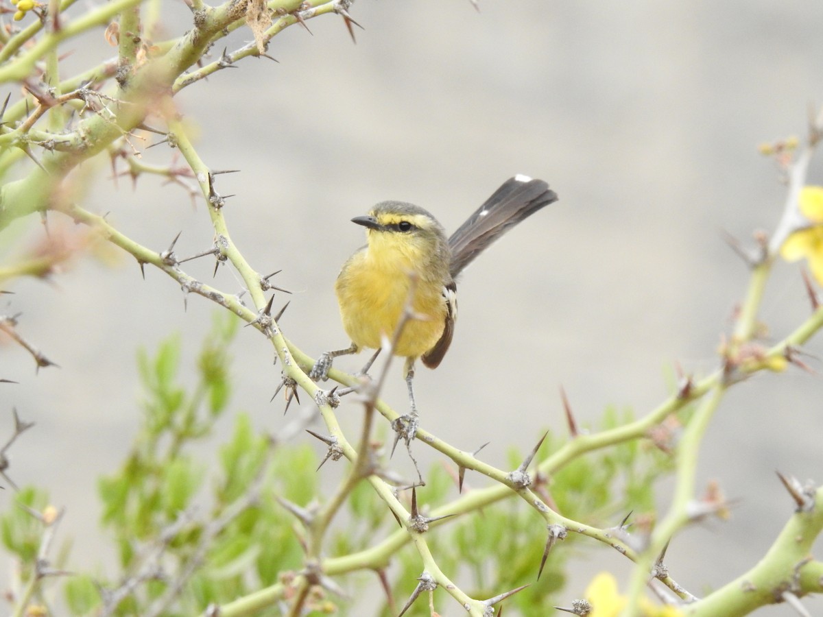 Greater Wagtail-Tyrant - ML620660354